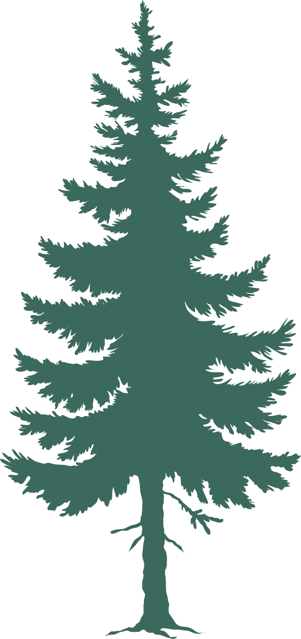 Dessin de sapin des Pyrénées